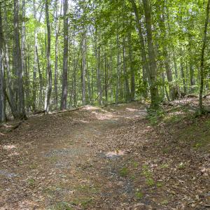 MLS 1560 Pedlar River Rd-25