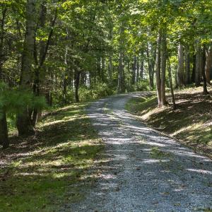 Tree-lined Driveway