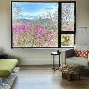 Redbuds in the spring