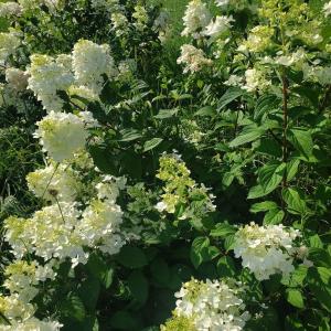 8df1672a-a6bb-49f6-88a5-54a74b551039