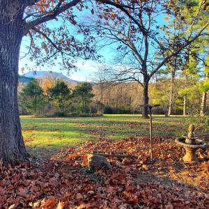 backyard with oak tree and House Mtn