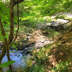 Photo #12 of 1148 Saddle Club Drive, Goode, VA 24.2 acres