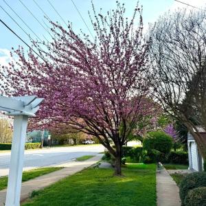 Photo #5 of 805 Longwood Avenue, Bedford, VA 1.1 acres