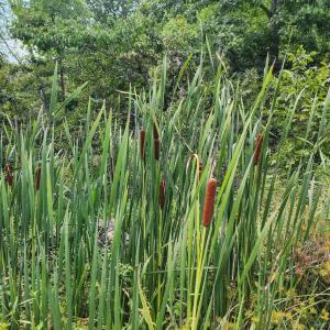 Photo #92 of 700 Cloudcroft Drive, Monroe, VA 53.5 acres