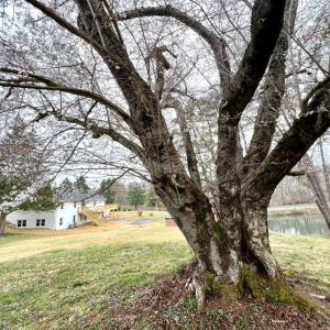 Photo #7 of 100 Northwest Lane, Charlottesville, VA 2.0 acres