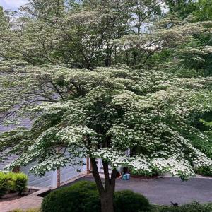 Photo #79 of 1146 Audubon Drive, Lynchburg, VA 2.5 acres