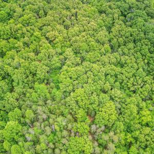 Photo #49 of 687 Gidsville Road, Amherst, VA 4.9 acres
