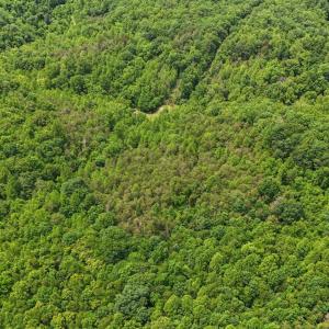 Photo #34 of 277 Crab Creek Rd, Monroe, VA 35.1 acres