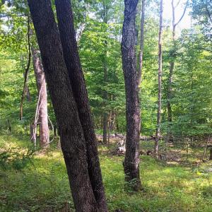 Photo #42 of 176 Toms Lane, Roseland, VA 1.9 acres