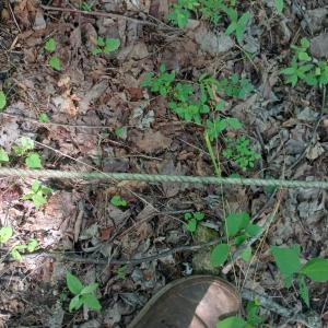 Photo #43 of 176 Toms Lane, Roseland, VA 1.9 acres