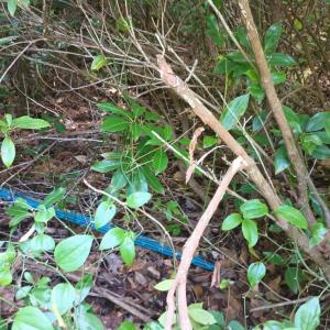 Photo #48 of 176 Toms Lane, Roseland, VA 1.9 acres