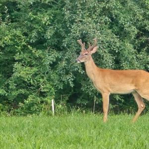 Photo #45 of 14186 Booker T. Washington Highway, Moneta, VA