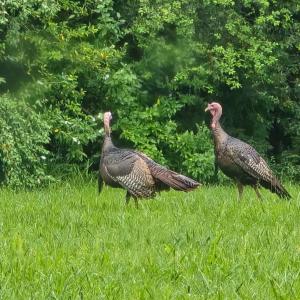 Photo #44 of 14186 Booker T. Washington Highway, Moneta, VA