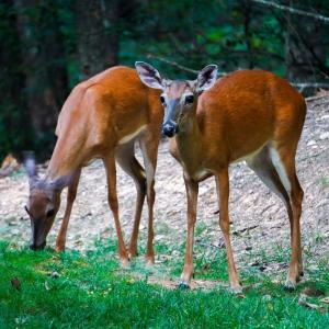 Photo #38 of 90 mt vista dr, Lynchburg, VA