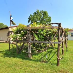 producing grape vines