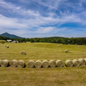 Photo #31 of 1672 Buffalo Run, Thaxton, VA 143.3 acres