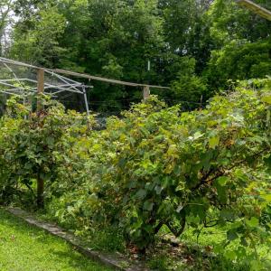 Photo #50 of 1059 Campbell Highway, Rustburg, VA 8.7 acres