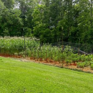 Photo #48 of 1059 Campbell Highway, Rustburg, VA 8.7 acres