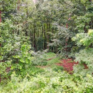 Photo #50 of 199 Braxton Ridge Road, Amherst, VA 3.8 acres