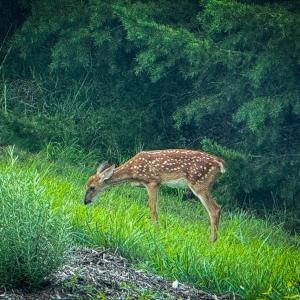 Abundant Wildlife at Heron Pointe Landing