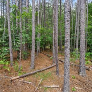 Photo #54 of 1997 Rock Church Road, Pamplin, VA 11.0 acres