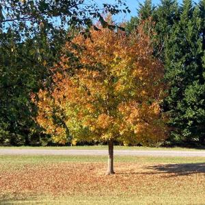Photo #87 of 1213 Toms View Drive, Bedford, VA 5.7 acres