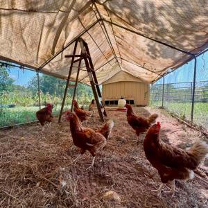 Photo #35 of 4526 PIGEON RUN Road, Gladys, VA 4.0 acres