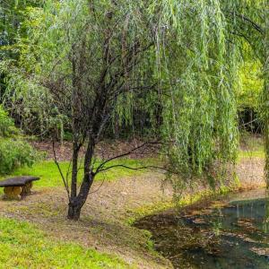 Photo #64 of 175 Tracie Drive, Altavista, VA 19.9 acres