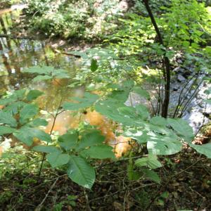 Photo #80 of 19322 Wyatts Way, Evington, VA 21.7 acres
