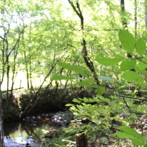 Photo #82 of 19322 Wyatts Way, Evington, VA 21.7 acres