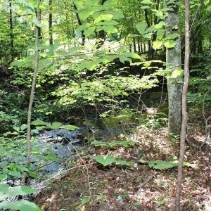 Photo #79 of 19322 Wyatts Way, Evington, VA 21.7 acres