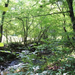 Photo #81 of 19322 Wyatts Way, Evington, VA 21.7 acres