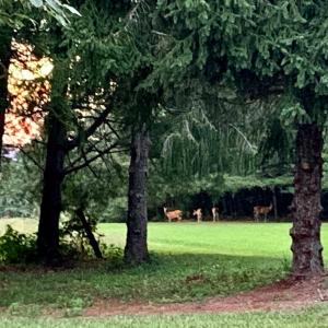 Photo #57 of 1690 Regal Road, Bedford, VA 1.3 acres