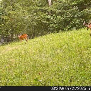 Photo #54 of 1269 Peters Creek, Big Island, VA 16.7 acres