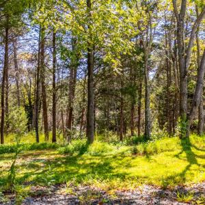Photo #43 of 233 Saddleback, Monroe, VA 8.7 acres