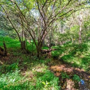 Photo #51 of 233 Saddleback, Monroe, VA 8.7 acres