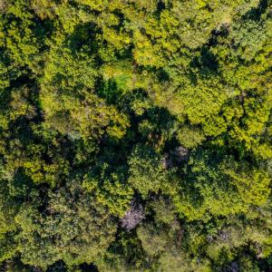 Photo #64 of 233 Saddleback, Monroe, VA 8.7 acres