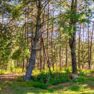 Photo #57 of 233 Saddleback, Monroe, VA 8.7 acres