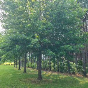 Photo #78 of 1562 Rocks Church Road, Pamplin, VA 114.1 acres