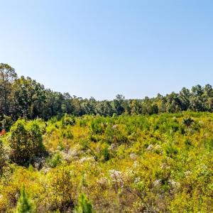 Photo #61 of 1562 Rocks Church Road, Pamplin, VA 114.1 acres