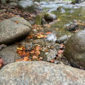 Photo #64 of 2070 Woodson Rd, Roseland, VA 7.5 acres