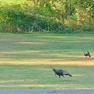 Photo #54 of 290 Green Acres Drive, Evington, VA 1.6 acres