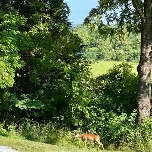 Photo #55 of 290 Green Acres Drive, Evington, VA 1.6 acres