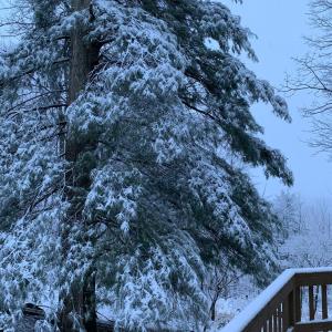 Photo #61 of 553 Gun Mountain Dr, Monroe, VA 10.1 acres