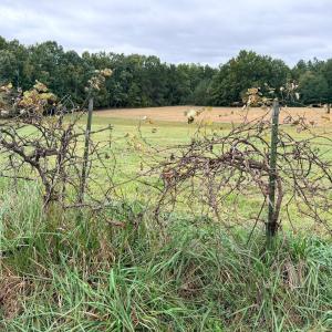 Photo #57 of 8147 Red House Road, Phenix, VA 24.3 acres