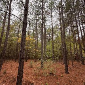 Photo #63 of 8147 Red House Road, Phenix, VA 24.3 acres