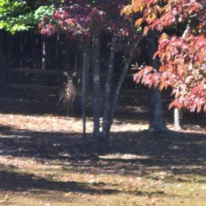 Photo #31 of 2128 Hubbard Road, Rice, VA 2.0 acres