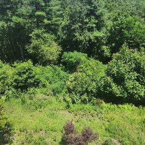 Photo #39 of 195 Turkey Top Cir, West Augusta, VA 4.9 acres