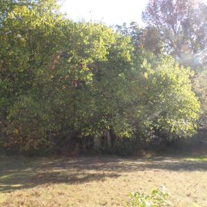 Photo #20 of 111 M T Holt Avenue, Brookneal, VA 0.2 acres