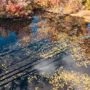 Photo #49 of 7941 Sugar Hill Road, Brookneal, VA 48.6 acres